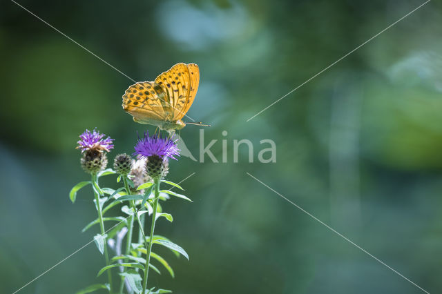 Silver-washed Fritillary (Argynnis paphia)