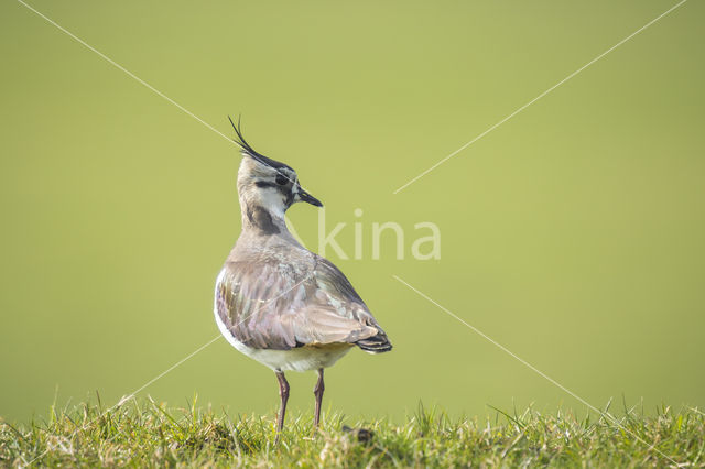 Lapwing (Vanellus vanellus)