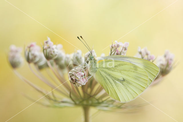 Klein geaderd witje (Pieris napi)