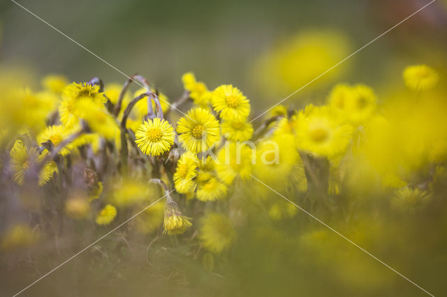 Klein hoefblad (Tussilago farfara)