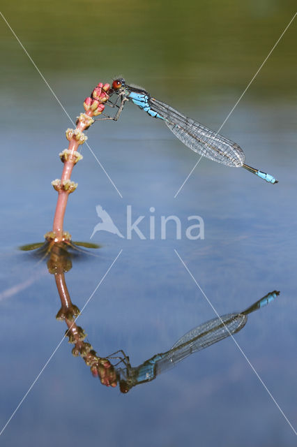 Small Red-eyed damselfly (Erythromma viridulum)