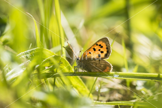 Small Copper (Lycaena phlaeas)