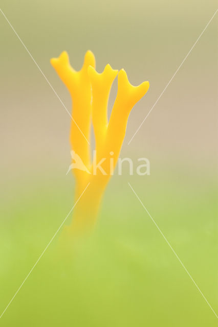 Kleverig koraalzwammetje (Calocera viscosa)