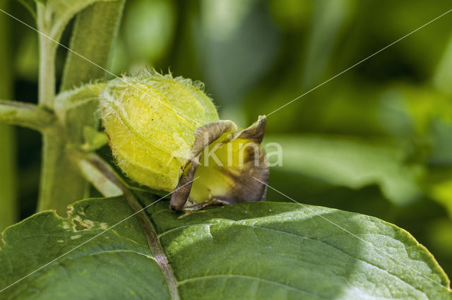 Russian belladonna