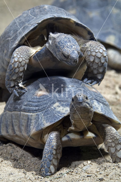 Klokschildpad (Testudo marginata)