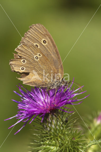 Koevinkje (Aphantopus hyperantus)