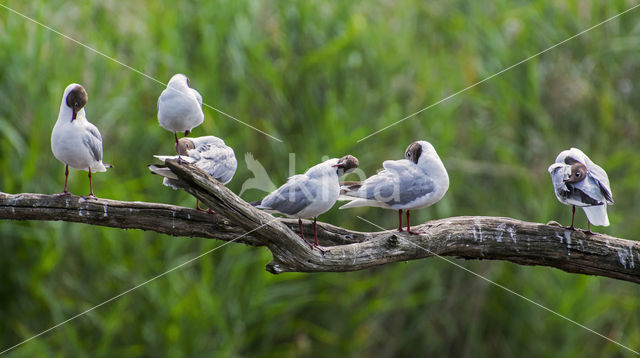 Black-headed Gull (Larus ridibundus)