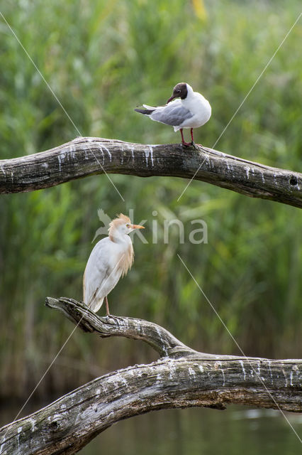 Black-headed Gull (Larus ridibundus)