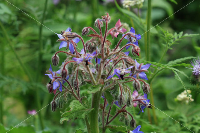 Borage (Borago officinalis)