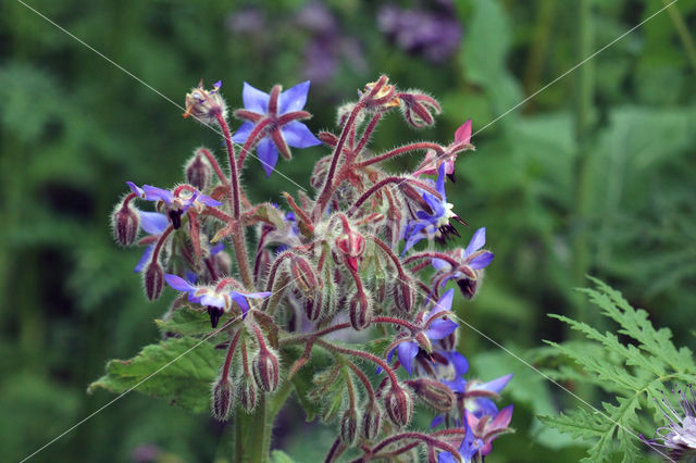 Borage (Borago officinalis)