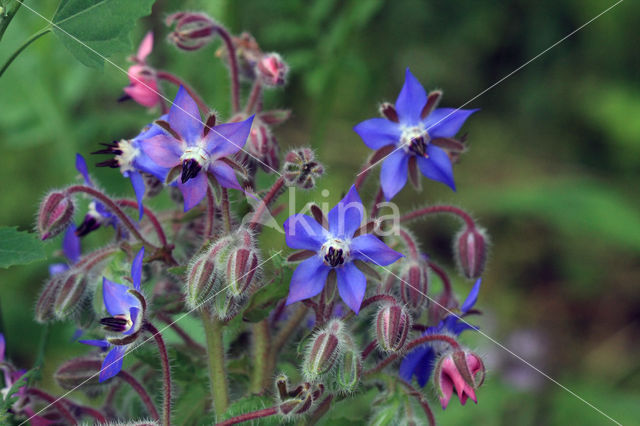 Borage (Borago officinalis)