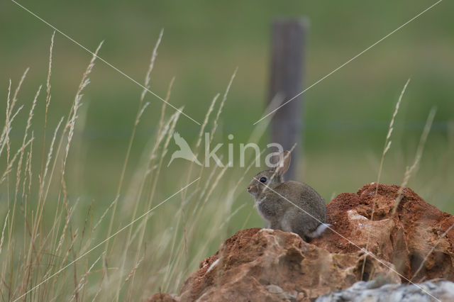 Rabbit (Oryctolagus cuniculus)