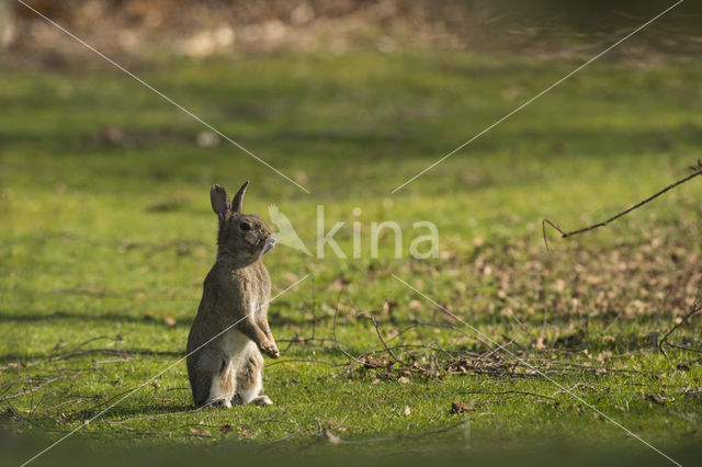 Rabbit (Oryctolagus cuniculus)