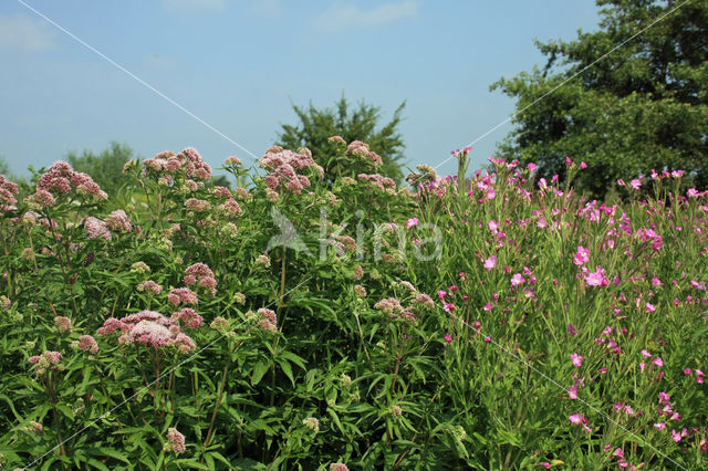 Hemp-agrimony (Eupatorium cannabinum)