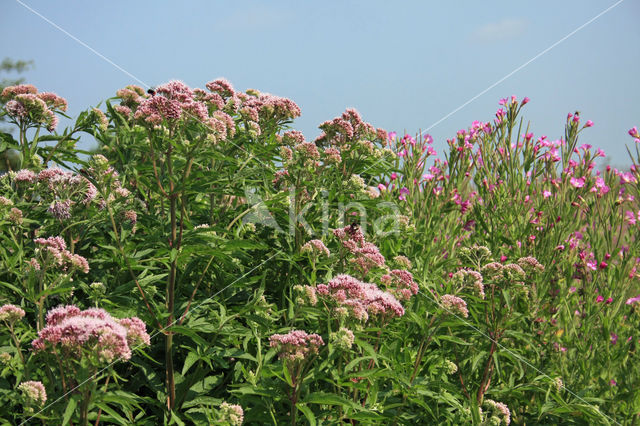 Koninginnekruid (Eupatorium cannabinum)