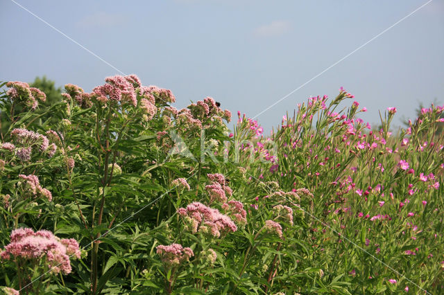 Hemp-agrimony (Eupatorium cannabinum)