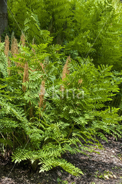 Royal Fern (Osmunda regalis)