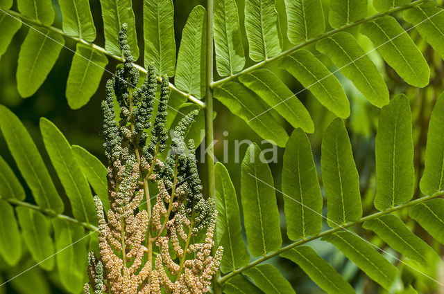 Koningsvaren (Osmunda regalis)