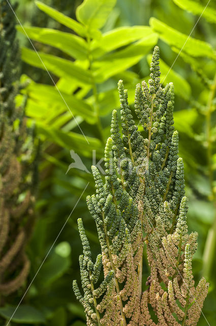 Royal Fern (Osmunda regalis)