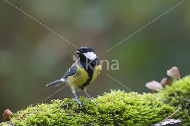 Koolmees (Parus major)