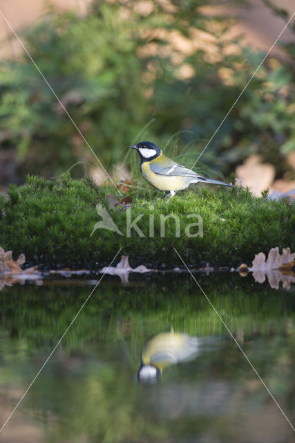 Koolmees (Parus major)