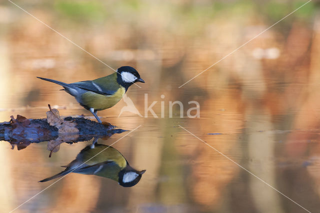 Great Tit (Parus major)