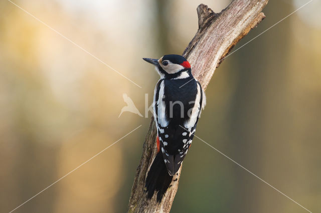 Grote Bonte Specht (Dendrocopos major)