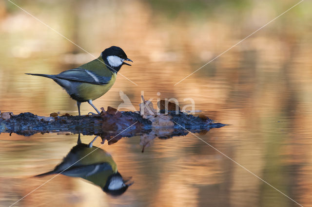 Great Tit (Parus major)