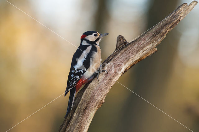 Great Spotted Woodpecker (Dendrocopos major)