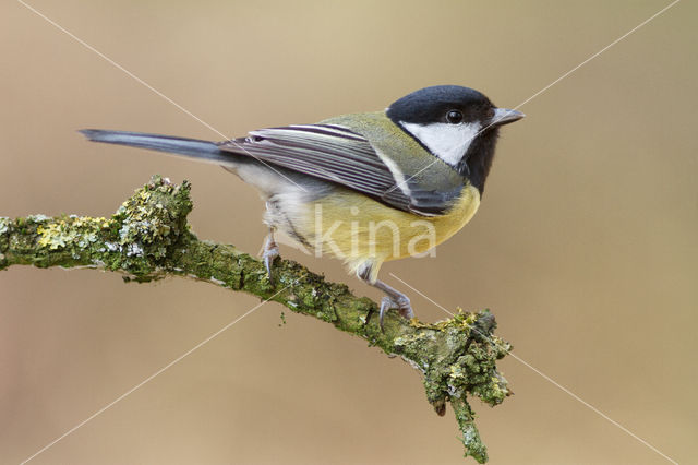 Great Tit (Parus major)