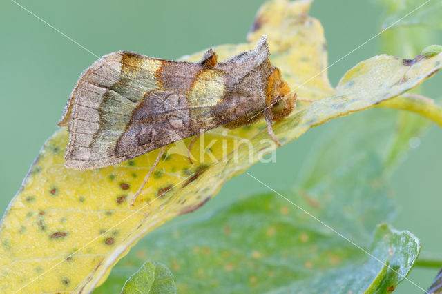 Burnished Brass (Diachrysia chrysitis)