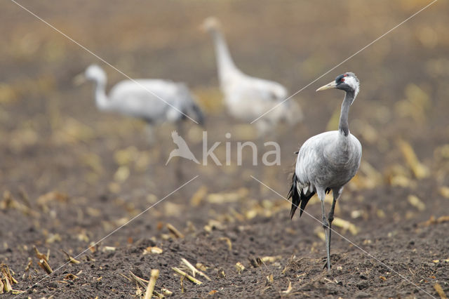 Common Crane (Grus grus)