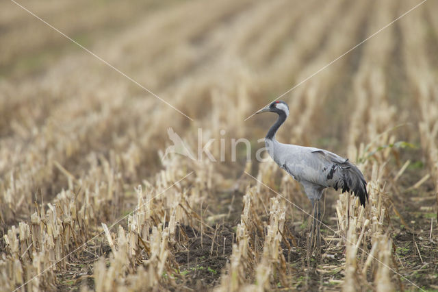 Common Crane (Grus grus)