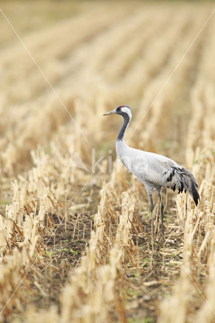 Kraanvogel (Grus grus)