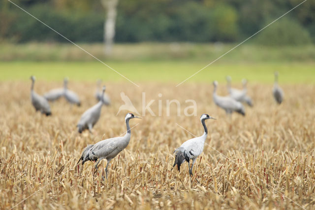 Common Crane (Grus grus)