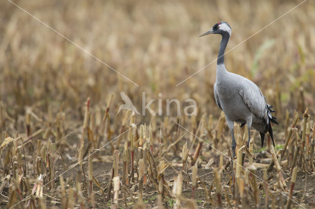 Kraanvogel (Grus grus)