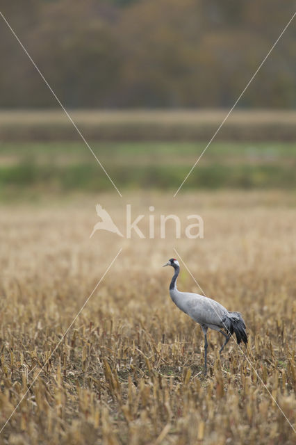 Kraanvogel (Grus grus)