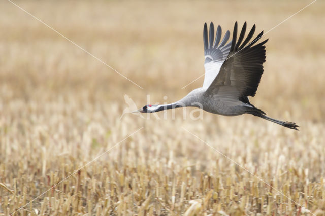 Kraanvogel (Grus grus)