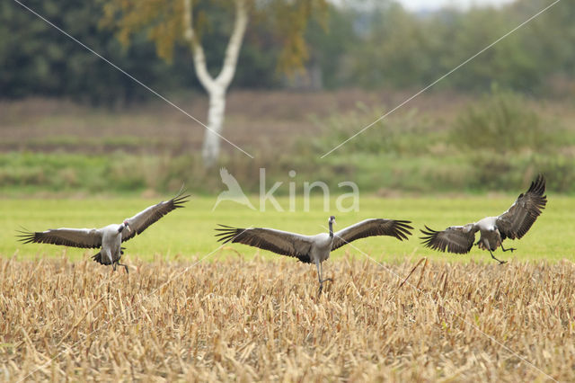 Kraanvogel (Grus grus)