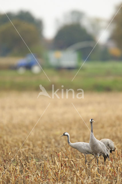 Kraanvogel (Grus grus)