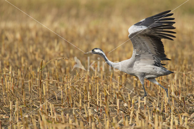 Kraanvogel (Grus grus)