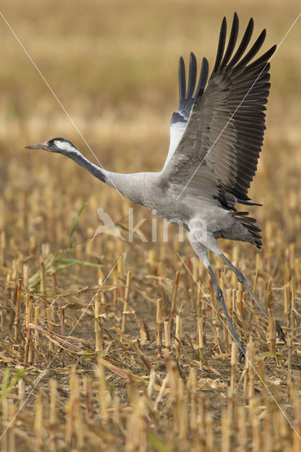 Kraanvogel (Grus grus)