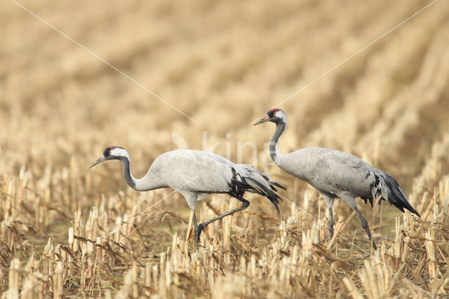 Common Crane (Grus grus)