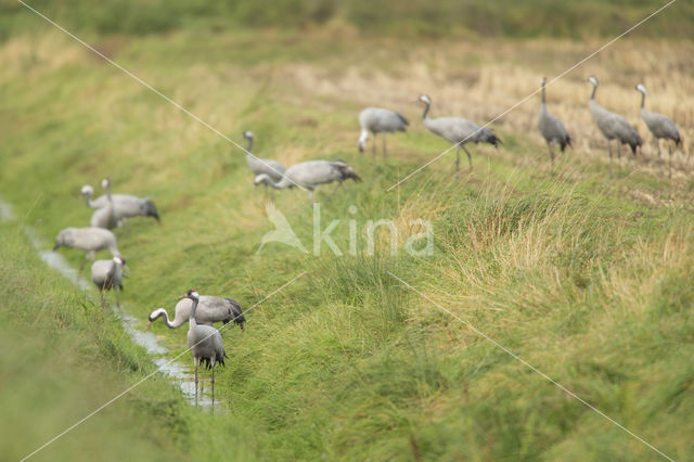 Kraanvogel (Grus grus)