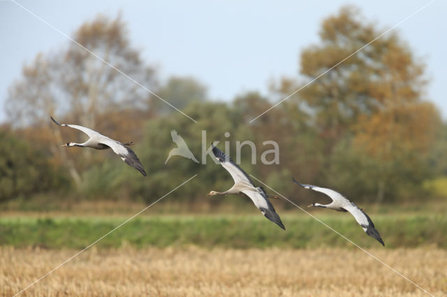 Kraanvogel (Grus grus)