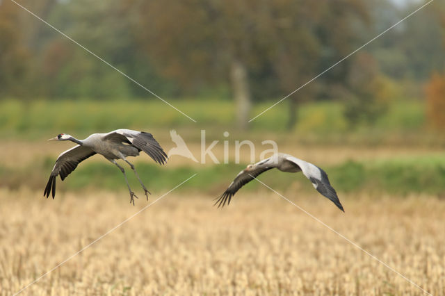 Common Crane (Grus grus)