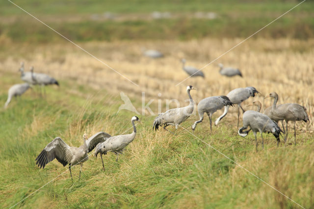 Kraanvogel (Grus grus)