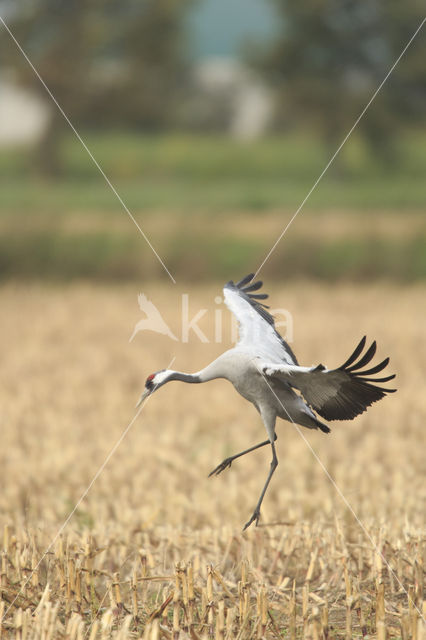 Kraanvogel (Grus grus)