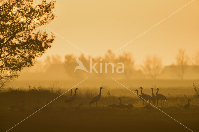 Kraanvogel (Grus grus)