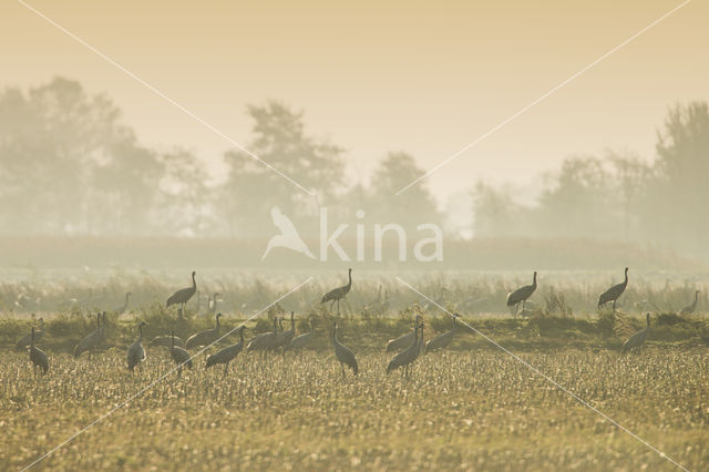 Common Crane (Grus grus)